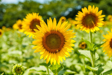 太陽に向かって咲くひまわり畑の花