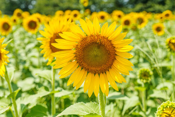 太陽に向かって咲くひまわり畑の花