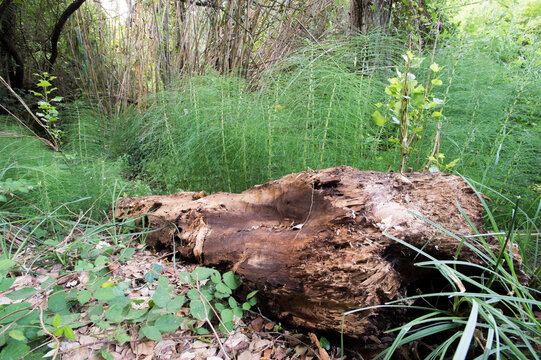 Great horsetail or northern giant horsetail (Equisetum telmateia), Equiseto, rio Triulintas, Martis, Sardinia, Italy