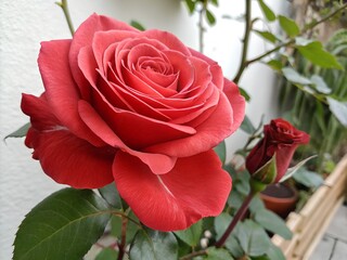red rose on a wooden background