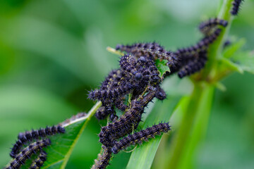 Macro photo of black spiky caterpillars damaging green plants in a field. Agricultural pest infestation causing harm to crops and vegetation. Invasive larvae feeding on leaves in summer.