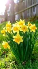 Obraz premium Bright yellow daffodils in a garden setting