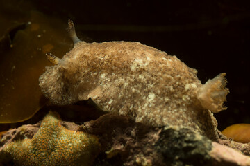 Fototapeta premium Nudibranch, Sea slug, Discodoris sp crawling on sponge, Alghero, Capo Caccia, Sardinia, Italy 