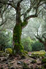 moss covered trees, forest at. S. Cristina, Paulilatino Sardinia, Oristano, Italy