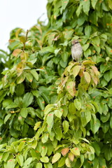 Juvenile Red-backed Shrike aka Lanius collurio perched on a branch. Common bird in Czech republic.