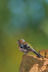 Adult male Chaffinch in worn summer plumage perched on the rock. Fringilla coelebs aka Common Chaffinch.