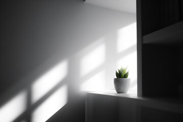 modern minimalist cactus on black shelf