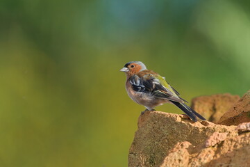 Adult male Chaffinch in worn summer plumage perched on the rock. Fringilla coelebs aka Common Chaffinch.