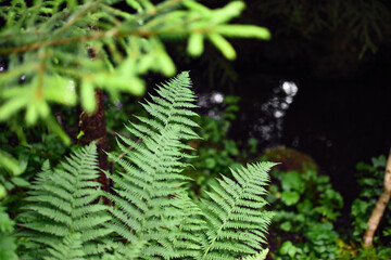 Fern above a small pond in a forest in Sweden