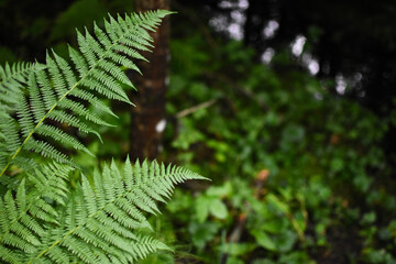 Fern above a small pond in a forest in Sweden