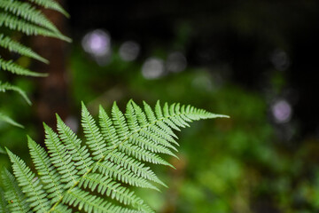 Fern above a small pond in a forest in Sweden