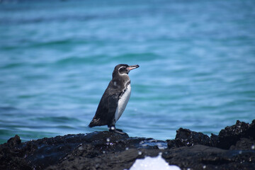 A Galapagos penguin perched on rocky lava shore
