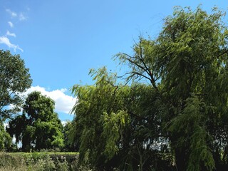 A group of trees