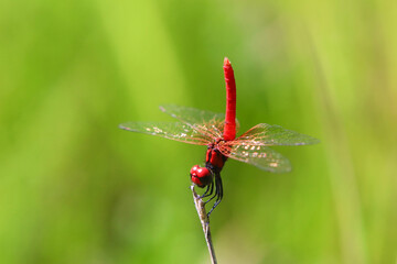 ハッチョウトンボのオス © Tozawa