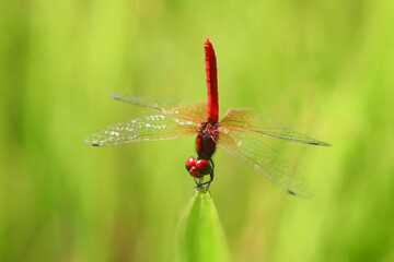 ハッチョウトンボのオス