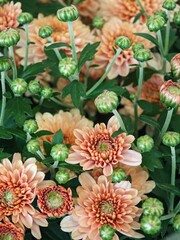 Beautiful blooming chrysanthemums in a vibrant garden filled with green foliage during the sunny afternoon
