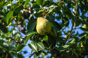 Pears grow on a tree in an orchard. Ripe pears ready for picking. Fruit growing.
