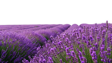 isolated lavender flowers in a vibrant purple field a beautiful and fragrant botanical nature plant blossom for aroma herb against a white background in garden isolated on white background