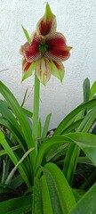 Flor de Amaryllis. exotica e linda