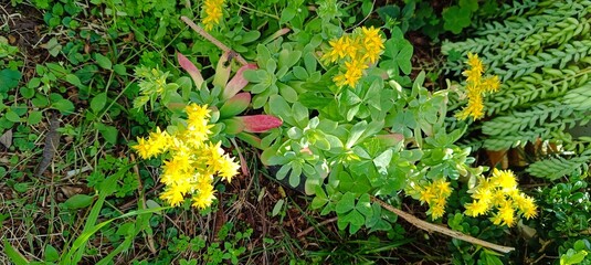 Suculentas florescendo no inicio da primavera
