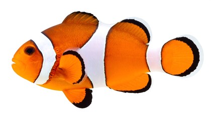 Clownfish profile against white background
