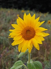 Bright sunflower stands prominently in a lush field during a sunny summer day showcasing nature's beauty