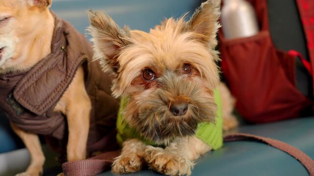 Two Small Dogs Travelling Yorkie Chihuahua