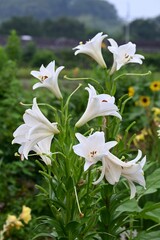 Easter lily (Lilium longiflorum) flowers. A perennial bulbous Liliaceae species native to Japan. Pure white, trumpet-shaped flowers bloom horizontally in summer.