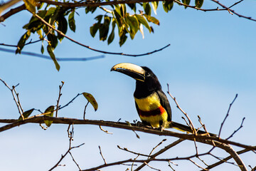 Black-necked Aracari (Pteroglossus aracari) perched on tree branch. © Gilberto Mesquita