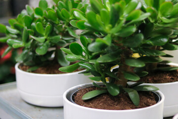Lush Jade Plants in White Pots Ikea