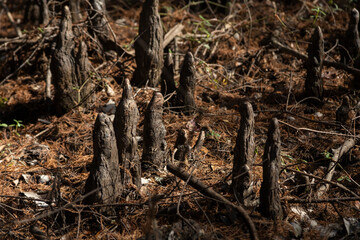 Cypress knees emerging from the swamp, unique roots in wetland habitat.