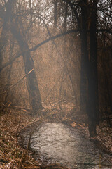 Obraz premium A dirty stream flowing in an autumn forest with trees whose leaves have fallen to the ground, against the backdrop of a white cloudy sky. Mystical atmosphere