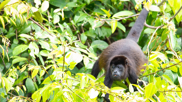 Howler Monkey