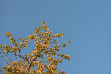 Apple tree blossoms against a blue sky. Spring concept.