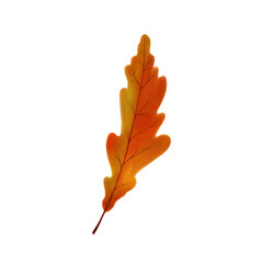 autumn, orange oak leaf on a transparent background 