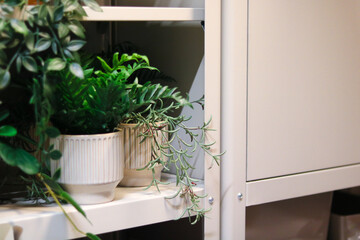 Indoor Plants on a Modern Shelf Ikea