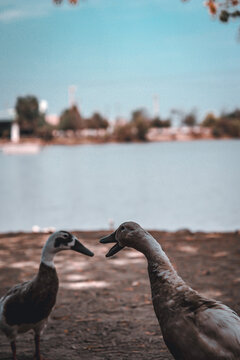 patos peleando 