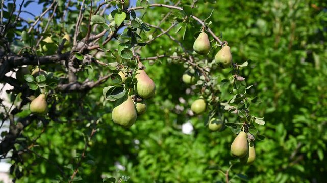 Pears grow on a tree in an orchard. Ripe pears ready for picking. Fruit growing.