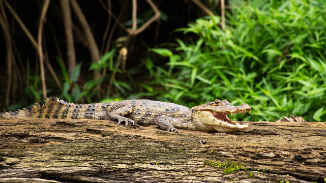 Crocodile Smile