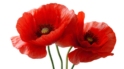 Obraz premium red poppy isolated on white