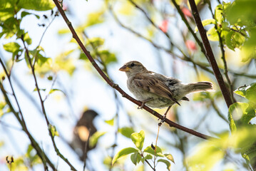 sparrow on a branch