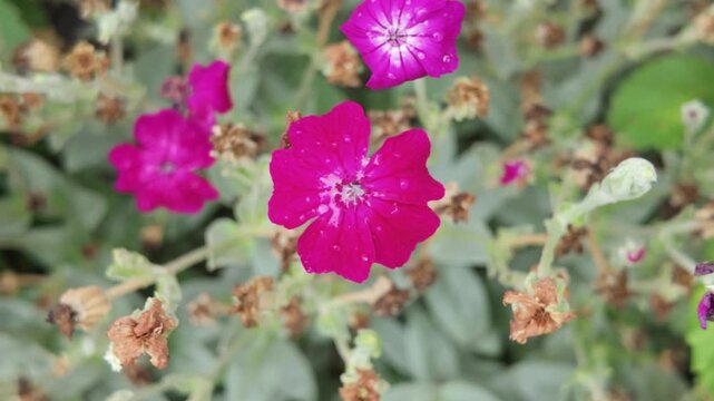 Close-up zoom on vibrant magenta Rose Campion (Lychnis) flowers with silver foliage in a garden