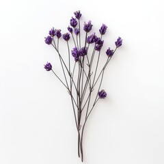 Delicate dried lavender stems with purple flowers on white