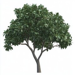 Lush green deciduous tree with dense foliage on white background