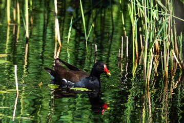 moorhen