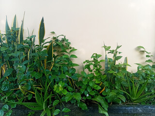 A collection of flowers for the yard. Good composition, color, and lighting produce an aesthetic.