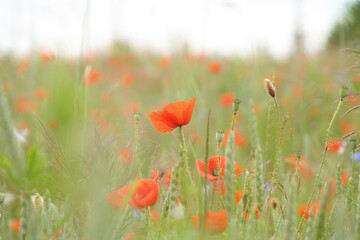 field of poppies