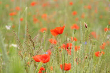 field of poppies
