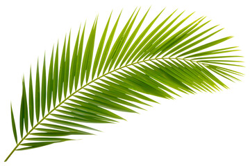 A vibrant green palm frond with delicate feathery leaves against a stark black background