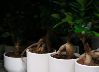 Unique Potted Plants with Twisted Roots Ikea